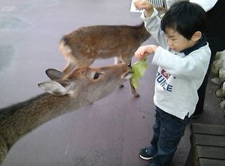 しか.jpg