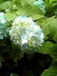 紫陽花.jpg