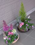 庭16寄せ植え2種.jpg